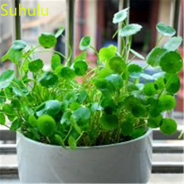 

100pcs Dichondra Repens Horseshoe gold Money Grass Seeds Garden Indoor Flowers Balcony & Courtyard Bonsai Plant High Quality Beautifying And Air Purification