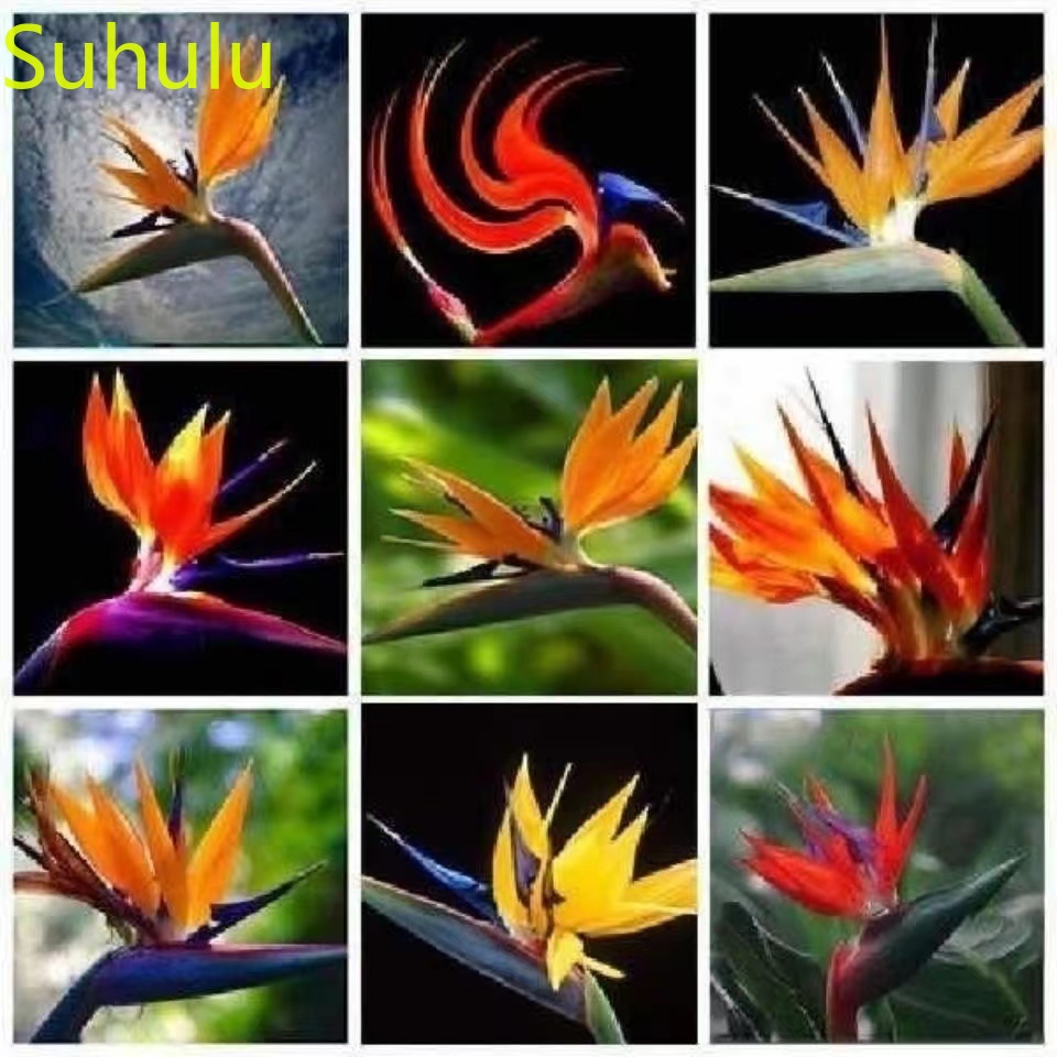 New Variety 100pcs Strelitzia reginae Seeds Garden Indoor Flowers Balcony & Courtyard Purifying Air Bonsai Plant Beautifying And Air Purification
New Variety 100pcs Strelitzia reginae Seeds Garden Indoor Flowers Balcony & Courtyard Purifying Air Bonsai Plant Beautifying And Air Purification