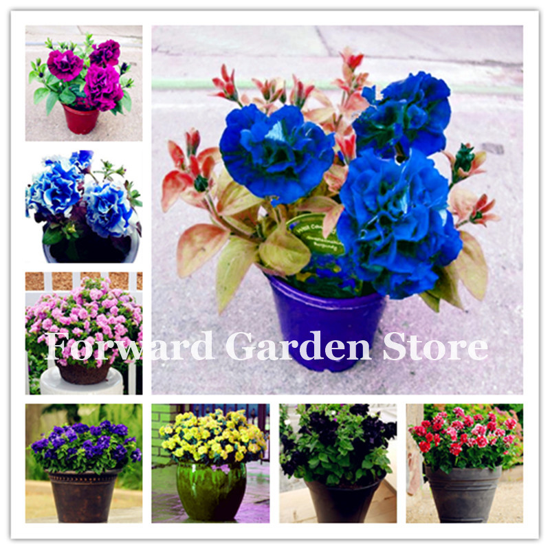Sale! 100 Pcs seeds Blue Petunia Bonsai, Four Seasons Can Be Planted Perennial Beautifui Flowers Indoor Outdoor Potted Plants Decorative Landscaping Aerobic Potted
Sale! 100 Pcs seeds Blue Petunia Bonsai, Four Seasons Can Be Planted Perennial Beautifui Flowers Indoor Outdoor Potted Plants Decorative Landscaping Aerobic Potted