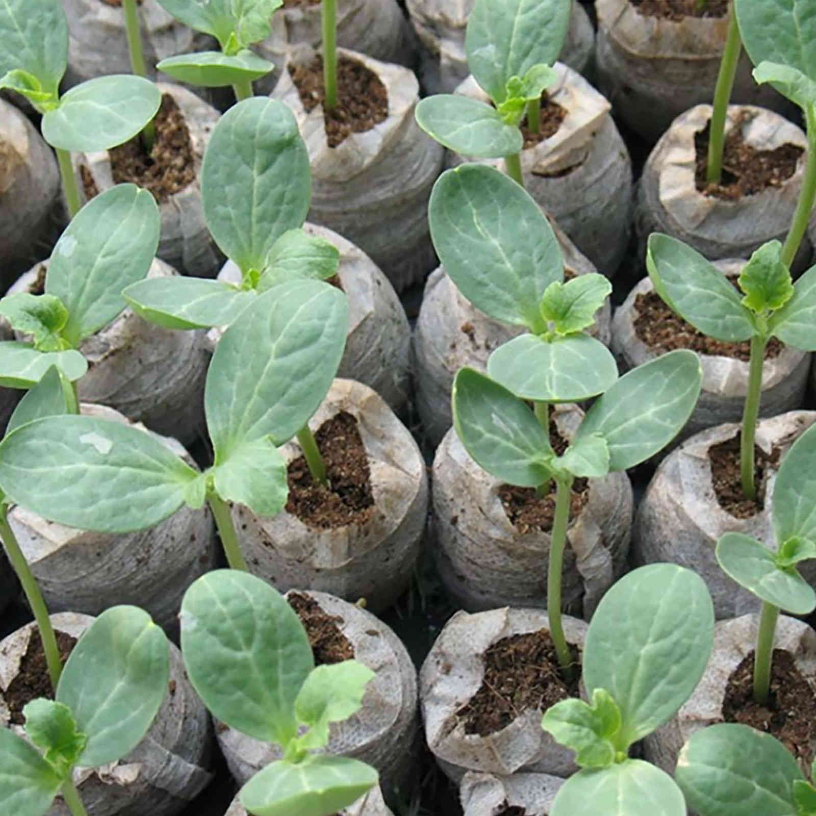 Pellets nutritional seed soil peat pellets garden accessories plant block of soil compressed gardening tool 2021 spring