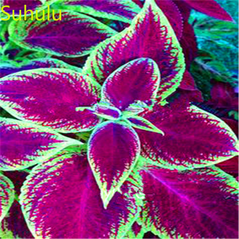 100pcs Coleus Seeds Garden Indoor Flowers Balcony & Courtyard Bonsai Plant High Quality Beautifying And Air Purification
100pcs Coleus Seeds Garden Indoor Flowers Balcony & Courtyard Bonsai Plant High Quality Beautifying And Air Purification