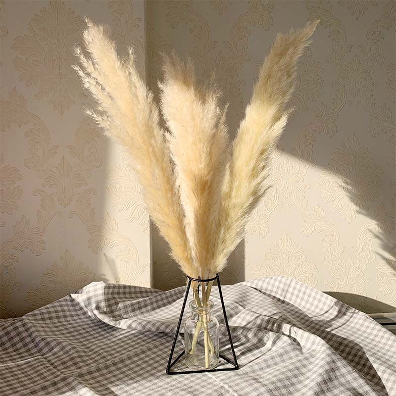 55cm Pampas Grass Decor Extra arge Natura Dried Fowers Bouquet Wedding Fowers Vintage Stye for Home Vaentines Day Gift, 4pcs beige
55cm Pampas Grass Decor Extra arge Natura Dried Fowers Bouquet Wedding Fowers Vintage Stye for Home Vaentines Day Gift, 4pcs beige