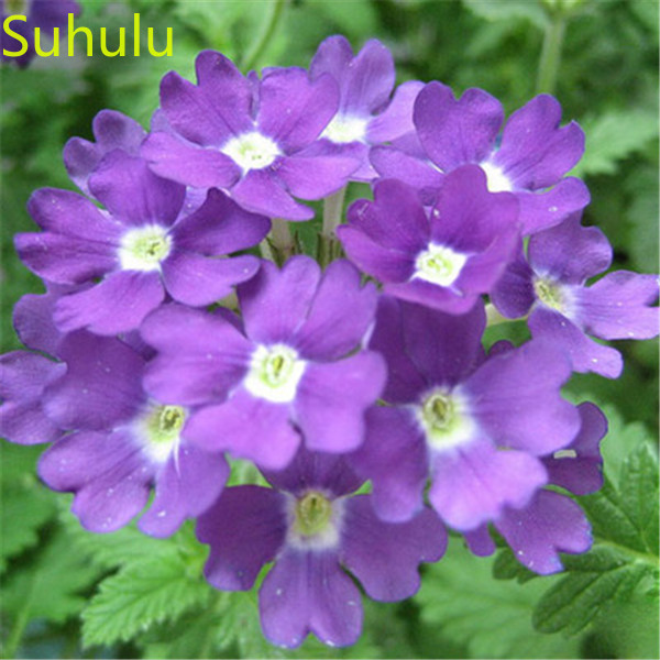 100pcs Verbena Hybrida Seeds Garden Flower Variety complete Flower Bonsai Plant High Quality Beautifying And Air Purification
100pcs Verbena Hybrida Seeds Garden Flower Variety complete Flower Bonsai Plant High Quality Beautifying And Air Purification