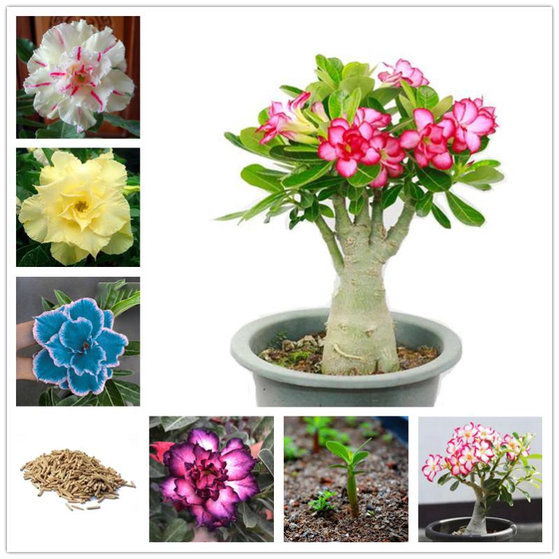 Fragrance Lamps 3Pcs Colorful Adenium Obesum Trees Seeds Home Nature Garden Bonsai Desert Rose Plants Flower Fragrant Incense от DHgate WW