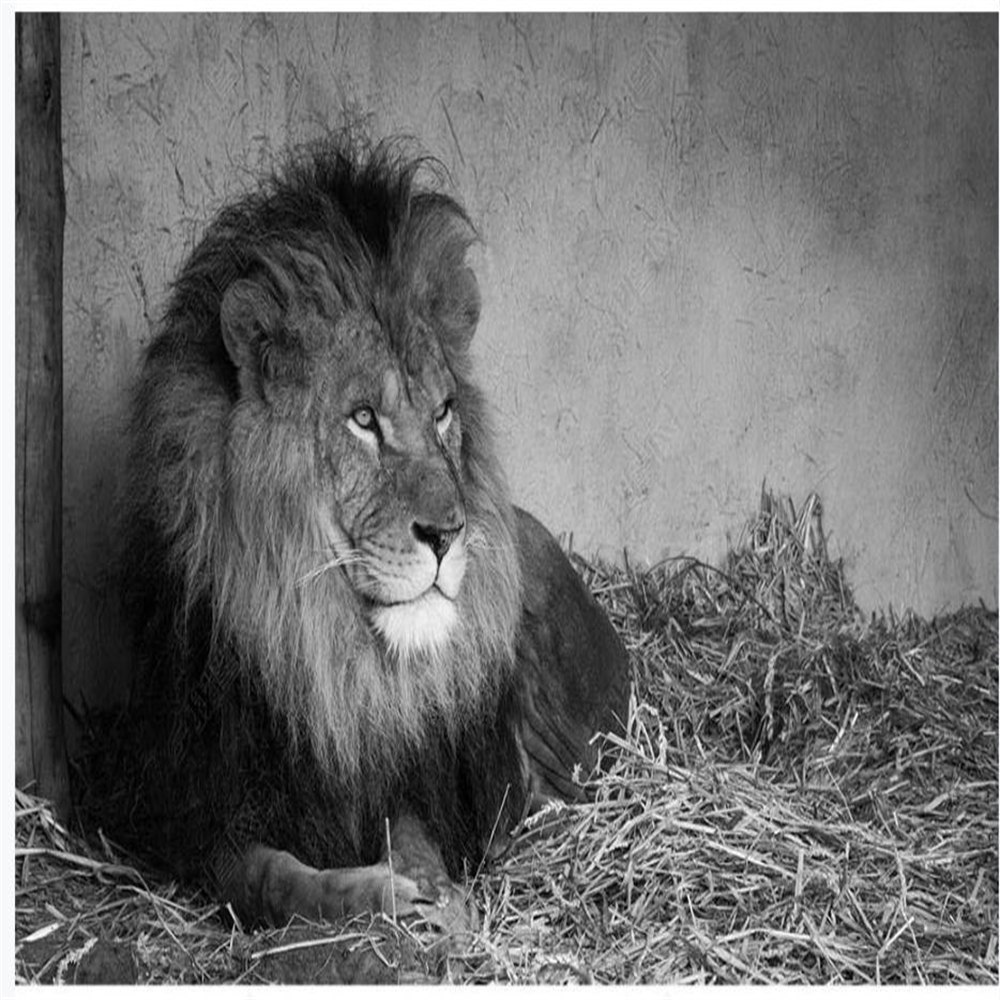 Lion wallpapers Bar KTV HD Background Wall 3d murals wallpaper for living room, Grey
Lion wallpapers Bar KTV HD Background Wall 3d murals wallpaper for living room, Grey