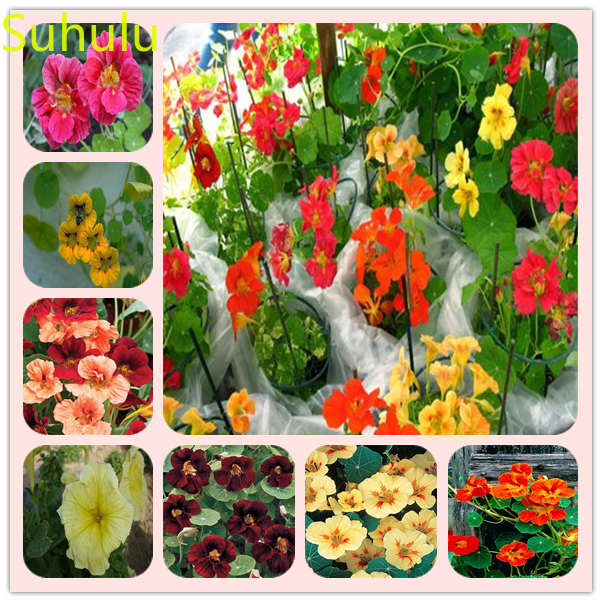 50pcs Nasturtium Seeds Garden Flower Variety complete Flower Bonsai Plant High Quality Beautifying And Air Purification
50pcs Nasturtium Seeds Garden Flower Variety complete Flower Bonsai Plant High Quality Beautifying And Air Purification