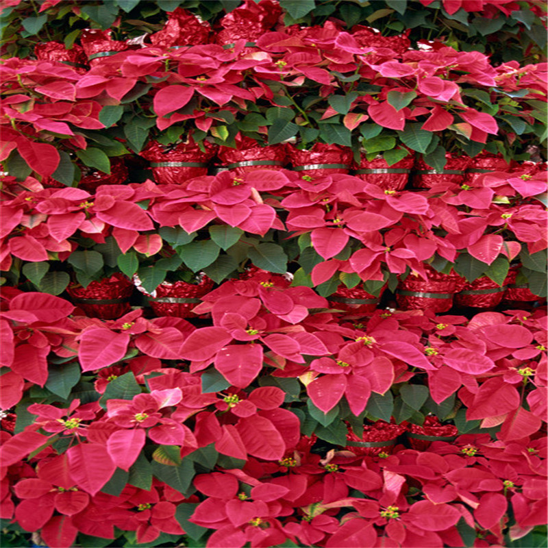 100pcs seeds / bag Colorful Flower Poinsettia Potted Bonsai Flower Indoor & Outdoor Eds Herb Plant for Home Garden Planting Fast Growing Planting Season Aerobic Potted
100pcs seeds / bag Colorful Flower Poinsettia Potted Bonsai Flower Indoor & Outdoor Eds Herb Plant for Home Garden Planting Fast Growing Planting Season Aerobic Potted