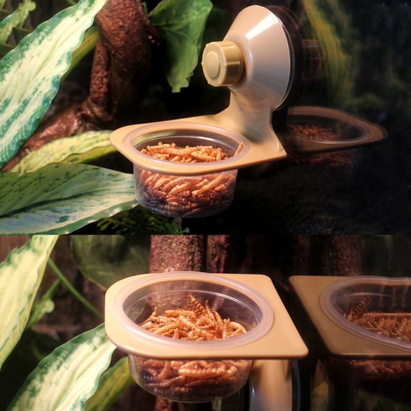 Sewing Reptile Water Food Feeder Wall Knoping Feed Plate Come Spider Fokken Box Tank Plate Pot Delivery