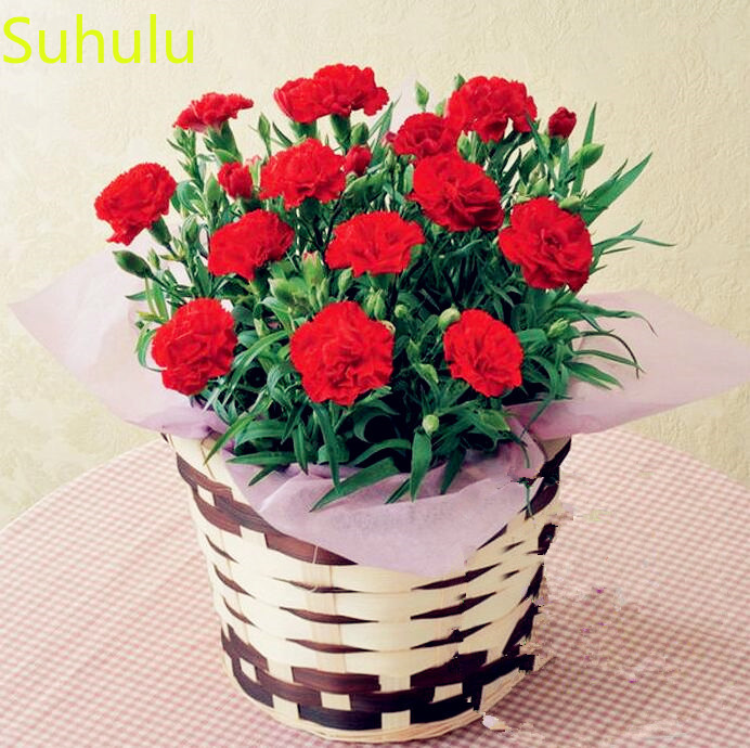 100pcs Carnation Flower Seeds Garden Indoor Flowers Balcony & Courtyard Bonsai Plant High Quality Beautifying And Air Purification
100pcs Carnation Flower Seeds Garden Indoor Flowers Balcony & Courtyard Bonsai Plant High Quality Beautifying And Air Purification