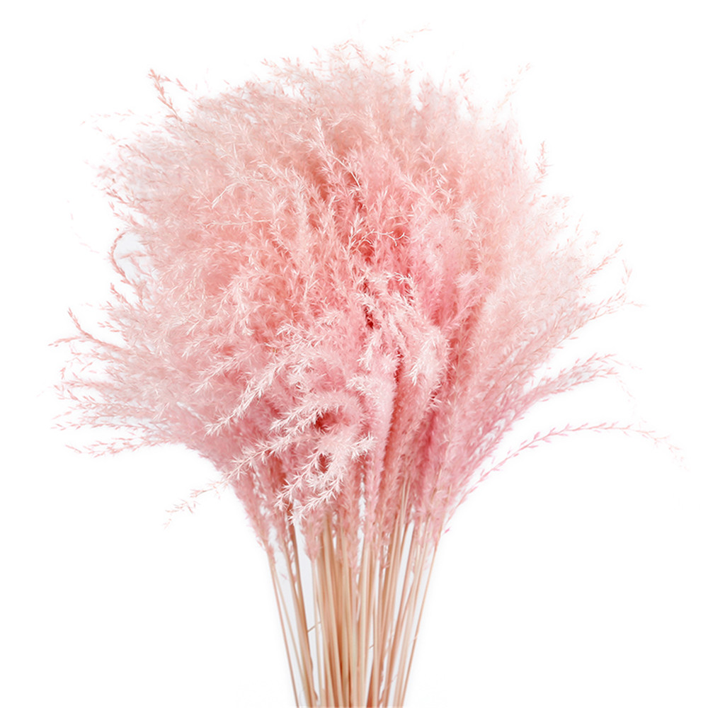 pink white coor pampas grass decor dried natura fowers bouquets wedding fowers feather fowers ta 19-22 christmas decor, 20pcs white
pink white coor pampas grass decor dried natura fowers bouquets wedding fowers feather fowers ta 19-22 christmas decor, 20pcs white