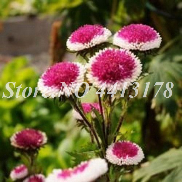 100 pcs seeds /bag Bonsai Aster Flower Outdoor Colorful Chrysanthemum Plant Perennial Flowers Home Garden Plant Easy Grow Decorative Landscaping Variety of Colors
100 pcs seeds /bag Bonsai Aster Flower Outdoor Colorful Chrysanthemum Plant Perennial Flowers Home Garden Plant Easy Grow Decorative Landscaping Variety of Colors