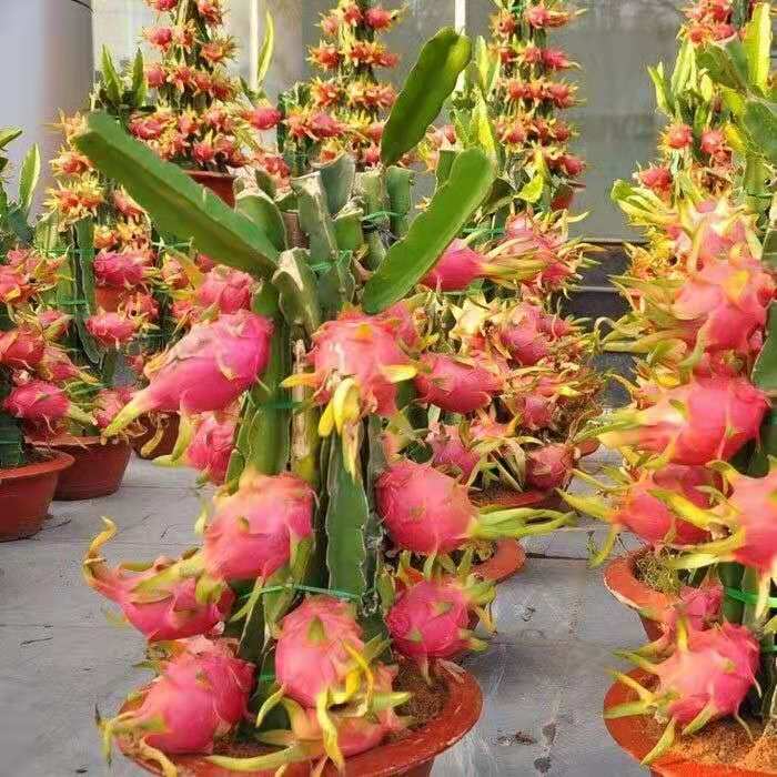 100pcs Pitaya dragon fruit Delicious Tasty Flower Seeds for Patio Lawn Garden Supplies Bonsai Plants Fast Growing Planting Season Beautifying And Air Purification
100pcs Pitaya dragon fruit Delicious Tasty Flower Seeds for Patio Lawn Garden Supplies Bonsai Plants Fast Growing Planting Season Beautifying And Air Purification