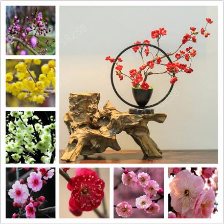 10pcs seeds Bonsai Flower Pink Plum Blossom Tree Bonsai Potted Indoor Flowering Plants For Garden Plants Perennial Planting Purify The Air Absorb Harmful Gases
10pcs seeds Bonsai Flower Pink Plum Blossom Tree Bonsai Potted Indoor Flowering Plants For Garden Plants Perennial Planting Purify The Air Absorb Harmful Gases