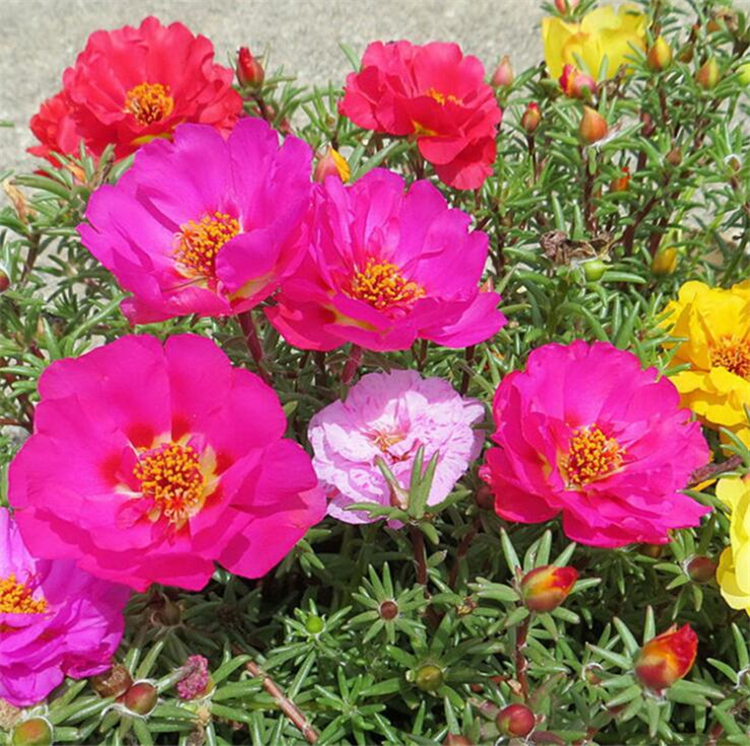 500grain Garden Supplies flowers seed grandiflora Moss Sun flower seeds Double FlowerMix Color SeedsEasy to Grow Drought-tolerant DIY Bonsai
500grain Garden Supplies flowers seed grandiflora Moss Sun flower seeds Double FlowerMix Color SeedsEasy to Grow Drought-tolerant DIY Bonsai