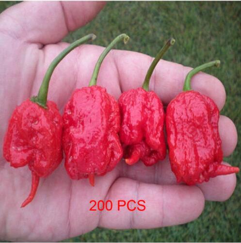 100 Pcs seeds /Pack, Decor Artificial planters Promotion Chichimeca Chilli Pepper bonsai, Organic Non-GMO Delicious Tasty The Budding Rate 95% Aerobic Potted
100 Pcs seeds /Pack, Decor Artificial planters Promotion Chichimeca Chilli Pepper bonsai, Organic Non-GMO Delicious Tasty The Budding Rate 95% Aerobic Potted