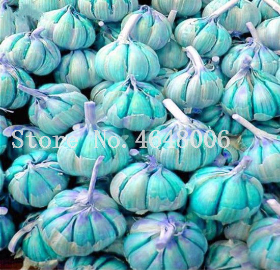 100pcs seeds Sterilization Green Garlic Plants Healthy Bonsai Onion Garlic Vegetable Plant Bonsai Kitchen Seasoning For Home & Garden Decorative Landscaping
100pcs seeds Sterilization Green Garlic Plants Healthy Bonsai Onion Garlic Vegetable Plant Bonsai Kitchen Seasoning For Home & Garden Decorative Landscaping