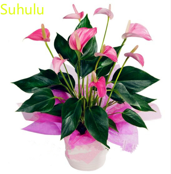 100pcs Anthurium Seeds Garden Flower Variety complete Flower Bonsai Plant High Quality Beautifying And Air Purification
100pcs Anthurium Seeds Garden Flower Variety complete Flower Bonsai Plant High Quality Beautifying And Air Purification