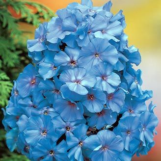 500pcs Phlox Flower Flower Seeds for Patio Lawn Garden Supplies Bonsai Plants Purify The Air Absorb Harmful Gases Radiation Protection Absorb Formaldehyde Showy
500pcs Phlox Flower Flower Seeds for Patio Lawn Garden Supplies Bonsai Plants Purify The Air Absorb Harmful Gases Radiation Protection Absorb Formaldehyde Showy