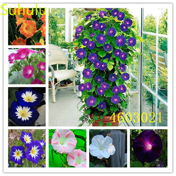 100pcs Morning Glory Seeds Garden Flower Variety complete Flower Bonsai Plant High Quality Beautifying And Air Purification
100pcs Morning Glory Seeds Garden Flower Variety complete Flower Bonsai Plant High Quality Beautifying And Air Purification