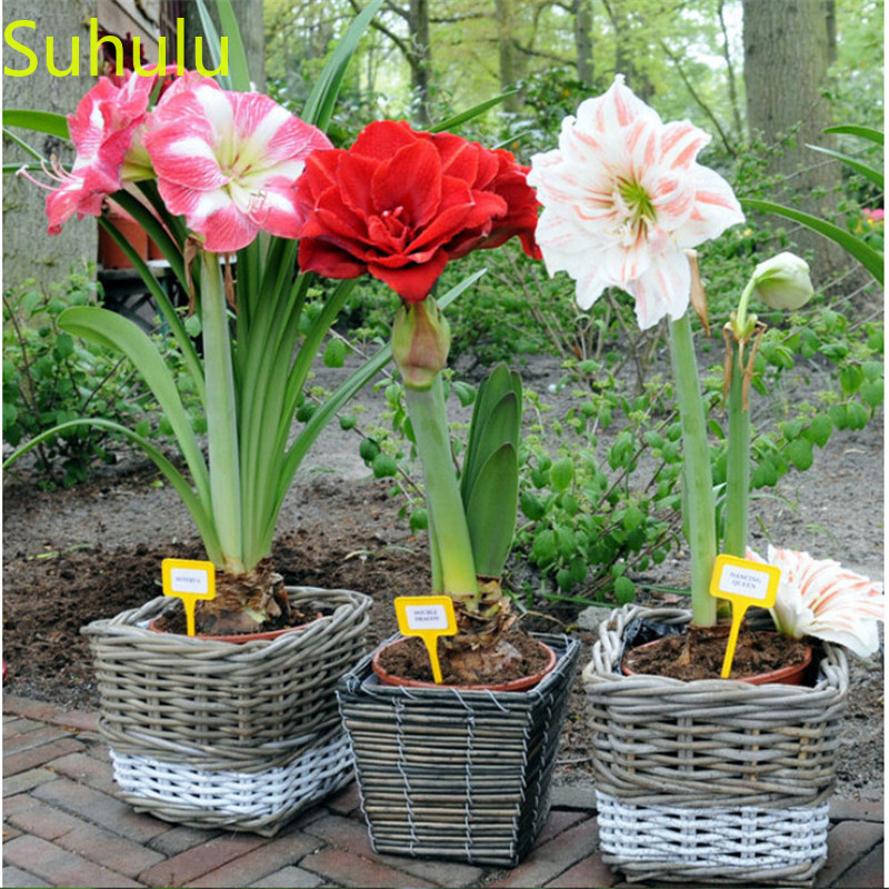 400pcs Amaryllis Flower Seeds / Pack New Arrive Flower Bonsai Plant Fragrant and Pretty for Courtyard ,Patio, Lawn & Garden
400pcs Amaryllis Flower Seeds / Pack New Arrive Flower Bonsai Plant Fragrant and Pretty for Courtyard ,Patio, Lawn & Garden