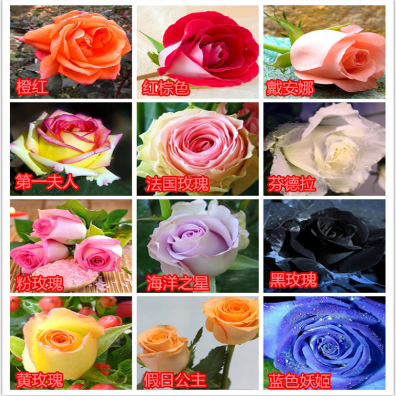Other Supplies Patio Lawn Home Garden Drop Delivery 2021 100 Pcs Packing Dendrobium Seeds Potted Flower Seed Variety Complete The Budding Rat
Other Supplies Patio Lawn Home Garden Drop Delivery 2021 100 Pcs Packing Dendrobium Seeds Potted Flower Seed Variety Complete The Budding Rat
