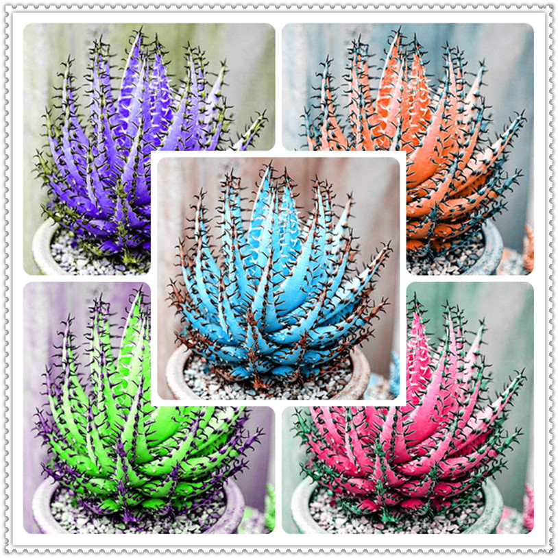100 Pcs seeds Mixed Aloe Vera Flores Bonsai ,Vegetables And Fruit Plantas Edible Beauty Edible Cosmetic Bonsai Plants For Home Garden Natural Growth Variety of Colors
100 Pcs seeds Mixed Aloe Vera Flores Bonsai ,Vegetables And Fruit Plantas Edible Beauty Edible Cosmetic Bonsai Plants For Home Garden Natural Growth Variety of Colors