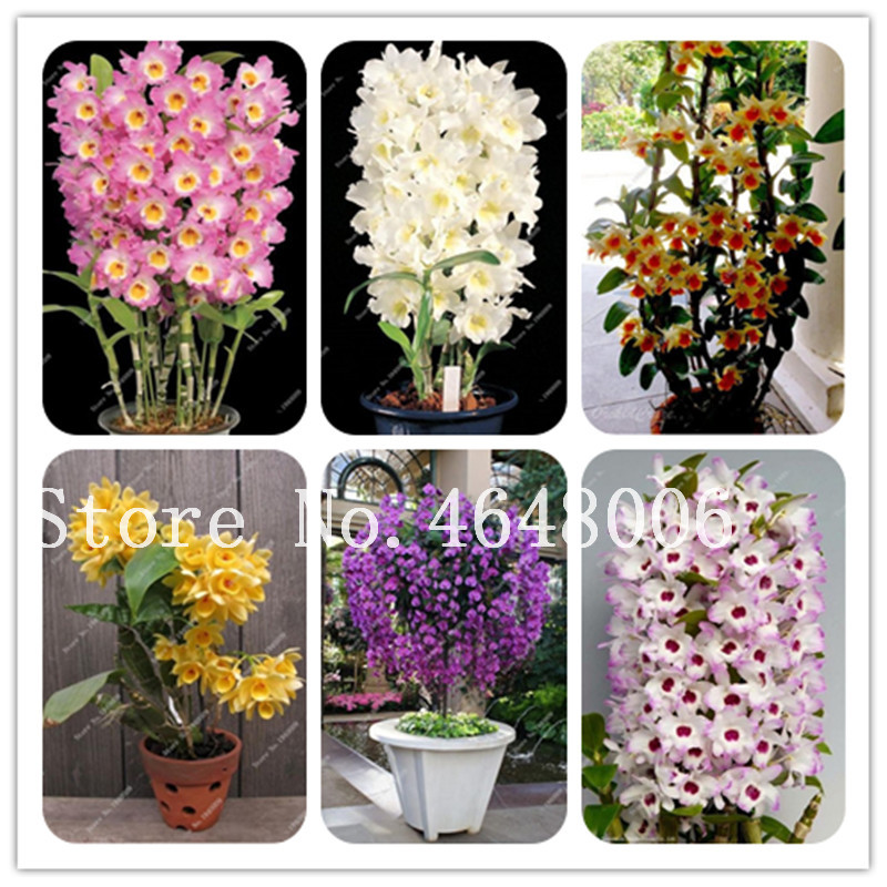 100pcs seeds Dendrobium Bonsai Flower Plants Rare Orchid Tree Potted For Home Garden (Mixed Colors) Natural Growth Variety of Colors Aerobic Potted Fresh Showy
100pcs seeds Dendrobium Bonsai Flower Plants Rare Orchid Tree Potted For Home Garden (Mixed Colors) Natural Growth Variety of Colors Aerobic Potted Fresh Showy