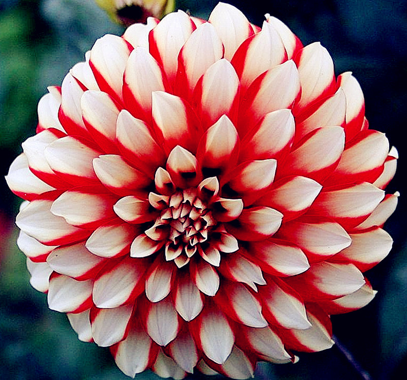 Garden Decorations 100pcs Dahlia Fresh Flower Seeds for Bonsai Plants Purify The Air Absorb Harmful Gases Decorative Landscaping Natural Gro
Garden Decorations 100pcs Dahlia Fresh Flower Seeds for Bonsai Plants Purify The Air Absorb Harmful Gases Decorative Landscaping Natural Gro