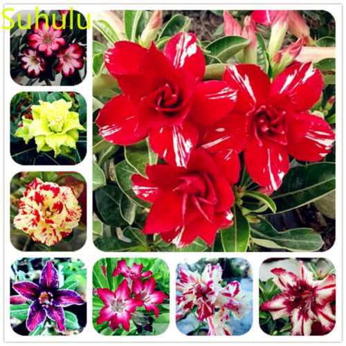 5PCS adenium Seeds Garden Flower Variety complete Flower Bonsai Plant High Quality Beautifying And Air Purification
5PCS adenium Seeds Garden Flower Variety complete Flower Bonsai Plant High Quality Beautifying And Air Purification