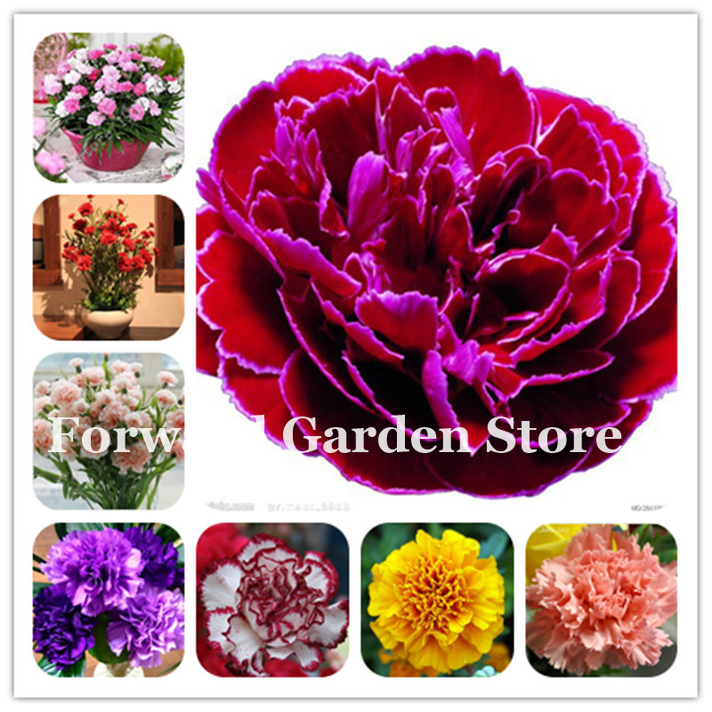 New Arrival 100 Pcs seeds Carnation Bonsai Balcony Potted Courtyard Garden Planting Dianthus Caryophyllus Flower Bonsai Mom Gift The Budding Rate 95% Aerobic Potted
New Arrival 100 Pcs seeds Carnation Bonsai Balcony Potted Courtyard Garden Planting Dianthus Caryophyllus Flower Bonsai Mom Gift The Budding Rate 95% Aerobic Potted