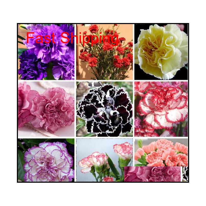 Other Supplies Promotion 10 Colors Available Carnation Seeds Perennial Flowers Potted Garden Plants Dianthus Caryophyllus Flower 20 Pc Peu7A
Other Supplies Promotion 10 Colors Available Carnation Seeds Perennial Flowers Potted Garden Plants Dianthus Caryophyllus Flower 20 Pc Peu7A