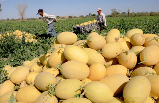 10pcs seeds / bag Sweet Cantaloupe bonsai Garden fruit Jumbo Melon Heirloom Succulent Plants Purify The Air Absorb Harmful Gases The Germination Rate 95% Showy
10pcs seeds / bag Sweet Cantaloupe bonsai Garden fruit Jumbo Melon Heirloom Succulent Plants Purify The Air Absorb Harmful Gases The Germination Rate 95% Showy