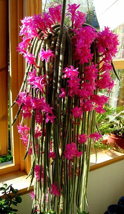 100pcs seeds Cactus Mouse Tail Flower Bonsai Succulent Plants Rare Perennial Indoor Flowering Home Garden The Germination Rate 95% Fast Growing Planting Season
100pcs seeds Cactus Mouse Tail Flower Bonsai Succulent Plants Rare Perennial Indoor Flowering Home Garden The Germination Rate 95% Fast Growing Planting Season