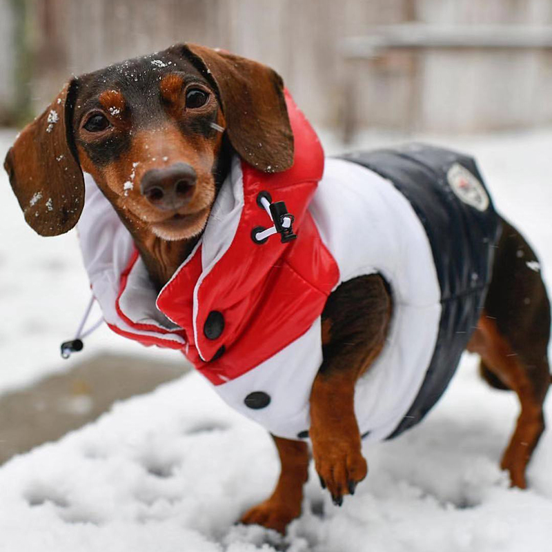 Winter Personality Dog Apparel Puppy Warm Down Jacket Fashion Patchwork Pet Vests for French Bulldog Teddy Schnauzer
Winter Personality Dog Apparel Puppy Warm Down Jacket Fashion Patchwork Pet Vests for French Bulldog Teddy Schnauzer