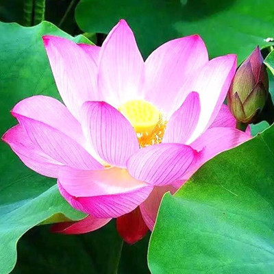 10pcs Water Lily Lotus Flower Seeds Bonsai Rare Plants for The Garden Wedding Party Decorative The Germination Rate 95% Purify The Air Absor
10pcs Water Lily Lotus Flower Seeds Bonsai Rare Plants for The Garden Wedding Party Decorative The Germination Rate 95% Purify The Air Absor