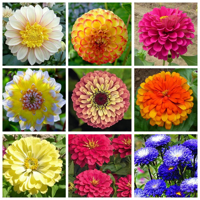 100pcs Zinnia Flower Natural Growth Variety of Colors Seeds for Bonsai Plants All for a summer residence Garden Decorations Decorative Landscaping Purify The Air
100pcs Zinnia Flower Natural Growth Variety of Colors Seeds for Bonsai Plants All for a summer residence Garden Decorations Decorative Landscaping Purify The Air