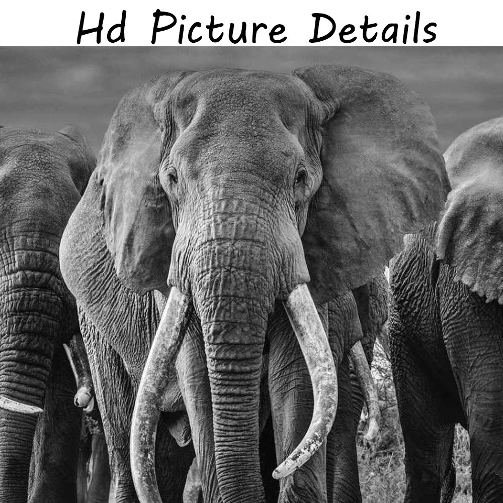 African Elephants Wild Animals Canvas Painting Scandinavia Posters and Prints Cuadros Black White Wall Art Pictures For Living Room