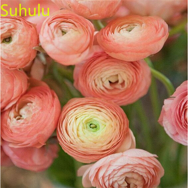 400pcs Ranunculus Seeds Garden Indoor Flowers Balcony & Courtyard Bonsai Plant High Quality Beautifying And Air Purification