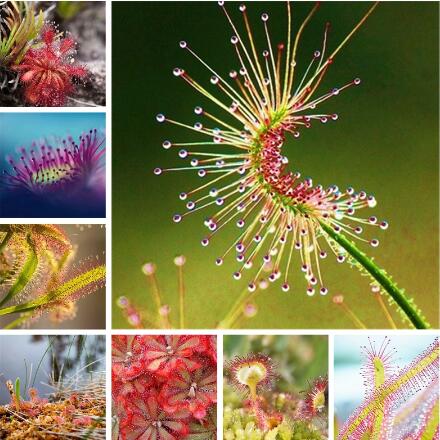 100pcs seeds New Fresh Drosera Peltata Garden, Balcony Potted Carnivorous Plants Bonsai Plant Disco Flowers Sundew Succulent Plant
100pcs seeds New Fresh Drosera Peltata Garden, Balcony Potted Carnivorous Plants Bonsai Plant Disco Flowers Sundew Succulent Plant