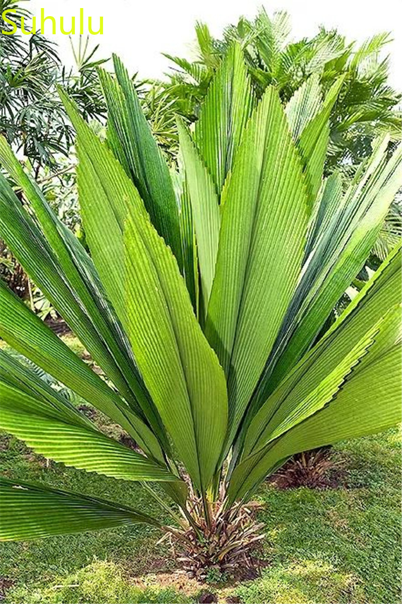 10pcs Bottle Palm Tree Seeds Perennial Evergreen Flower , Houseplant Home Garden Potted Indoor Balcony & Courtyard The Best Gift For The Wife
10pcs Bottle Palm Tree Seeds Perennial Evergreen Flower , Houseplant Home Garden Potted Indoor Balcony & Courtyard The Best Gift For The Wife