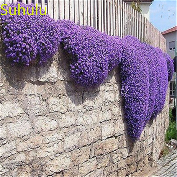500pcs Aubrieta ROCK CRESS Seeds Garden Indoor Flowers Balcony & Courtyard Bonsai Plant High Quality Beautifying And Air Purification
500pcs Aubrieta ROCK CRESS Seeds Garden Indoor Flowers Balcony & Courtyard Bonsai Plant High Quality Beautifying And Air Purification
