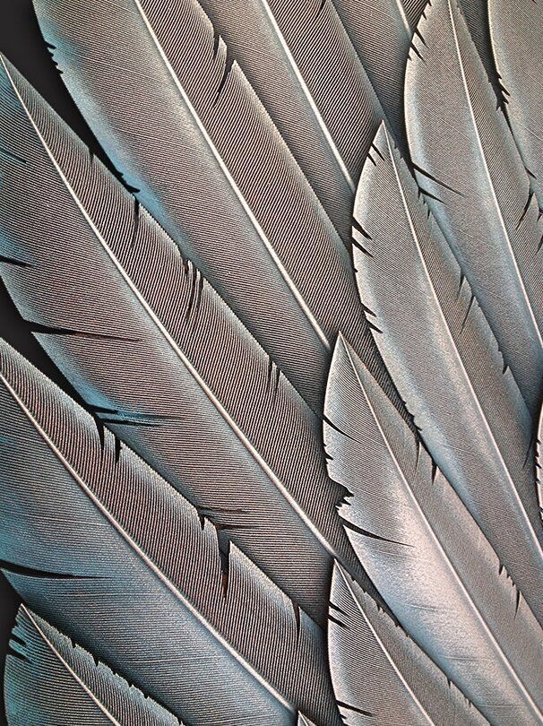 quotICARUS HAD A SISTERquot Angel Art Sculpture Wall Decorations5804799