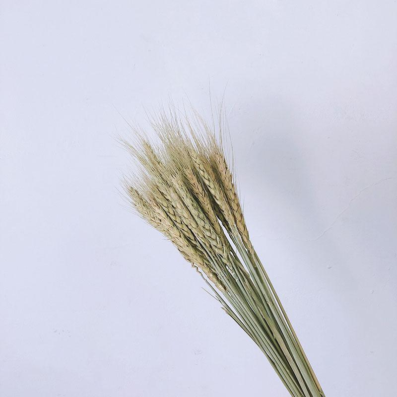 Bouquet Eucalyptus Cotton Pampas Grass Natural Dried Flowers Desk Decoration Centerpieces Table Accessories Po Ddecor Decorative & Wreaths