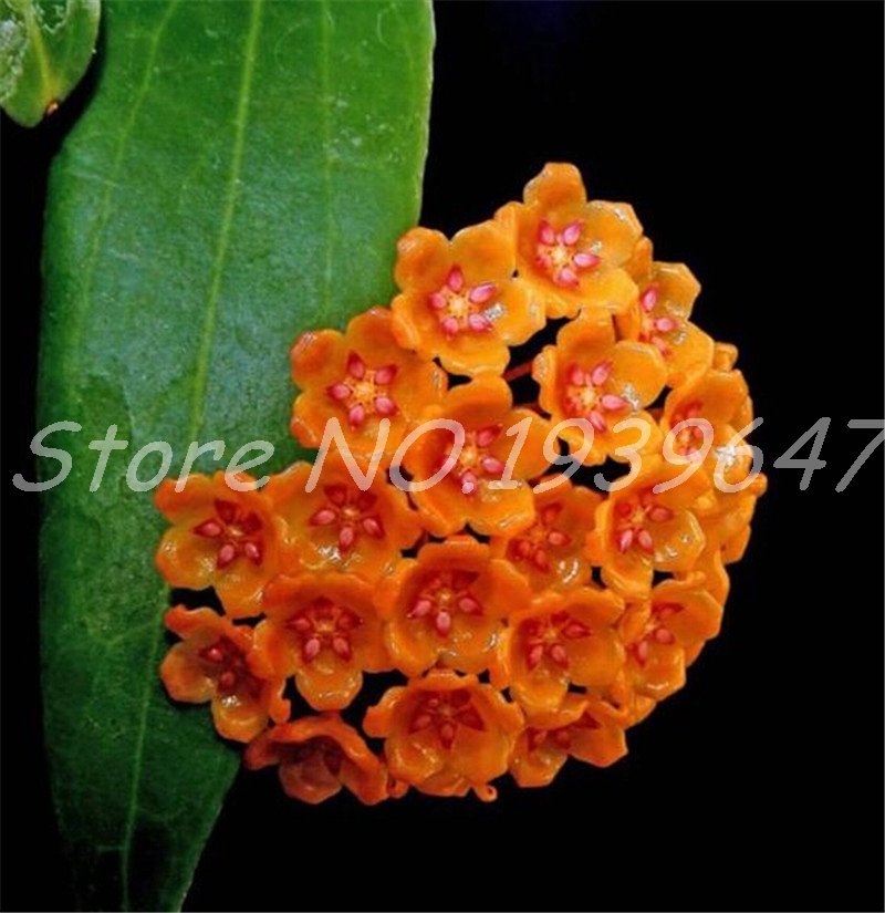 100 Pcs seeds Rare Hoya Bonsai Flower For Home Garden, Ball Orchid Perennial Flowers Natural Growth For Garden Ornamental Plants Natural Growth Variety of Colors
100 Pcs seeds Rare Hoya Bonsai Flower For Home Garden, Ball Orchid Perennial Flowers Natural Growth For Garden Ornamental Plants Natural Growth Variety of Colors