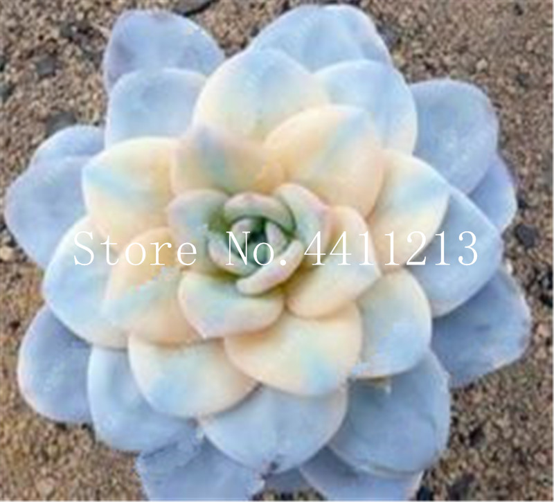 100Pcs seeds /bag Bonsai Colorful Succulents Garden Supplies color succulent plants Lithops bonsai Living Stones Cactus potted plants Decorative Landscaping
100Pcs seeds /bag Bonsai Colorful Succulents Garden Supplies color succulent plants Lithops bonsai Living Stones Cactus potted plants Decorative Landscaping