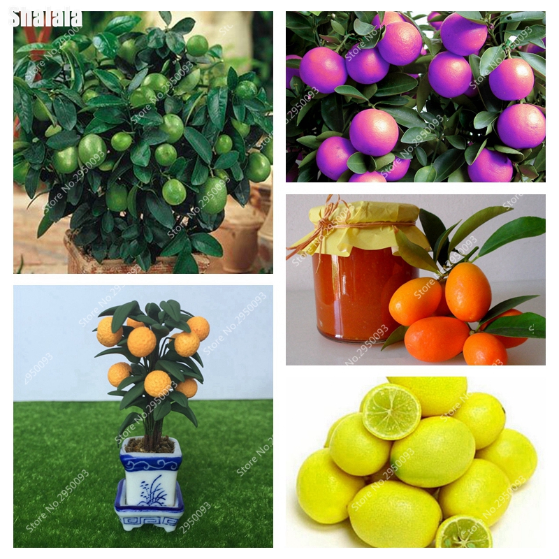 30 pcs seeds / bag Dwarf Kumquat Balcony Patio Bonsai Juicy Orange Fruit Tree Plant Outdoor Sweet Citrus Planta for Flower Pot Planter Natural Growth Variety of Colors
30 pcs seeds / bag Dwarf Kumquat Balcony Patio Bonsai Juicy Orange Fruit Tree Plant Outdoor Sweet Citrus Planta for Flower Pot Planter Natural Growth Variety of Colors