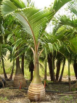10 Pcs Chinese Fan Palm Bonsai,Ornamental Plant Livistona Chinensis,Tall Evergreen Tree Fountain Palm Tree Bonsai Happy New Year Natural Growth Aerobic Potted
10 Pcs Chinese Fan Palm Bonsai,Ornamental Plant Livistona Chinensis,Tall Evergreen Tree Fountain Palm Tree Bonsai Happy New Year Natural Growth Aerobic Potted