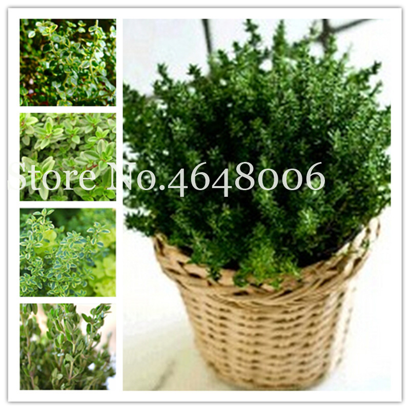 100 Pcs seeds Green Lemon Thyme Grass Bonsai Herb Edible Kitchen Vegetable Medicinal Use Graines Natural Growth Variety of Colors Decorative Landscaping
100 Pcs seeds Green Lemon Thyme Grass Bonsai Herb Edible Kitchen Vegetable Medicinal Use Graines Natural Growth Variety of Colors Decorative Landscaping
