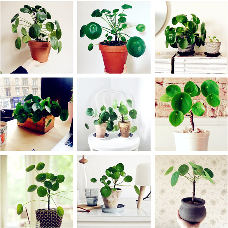 50pcs seeds / pack Hawaiian Grass Mirror Make Money Plant Tree Bonsai Flower Pot Indoor Bonsai Plant Bonsai Home Garden Decoration Aerobic Potted Planting Season
50pcs seeds / pack Hawaiian Grass Mirror Make Money Plant Tree Bonsai Flower Pot Indoor Bonsai Plant Bonsai Home Garden Decoration Aerobic Potted Planting Season