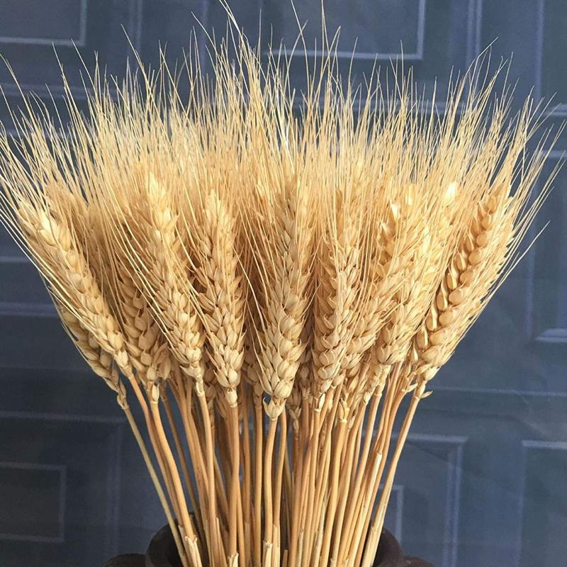 100pcs Wedding Flowers Pampas Grass Large Size Fluffy For Home Christmas Decor Natural Plants White Dried Flower Decorative & Wreaths